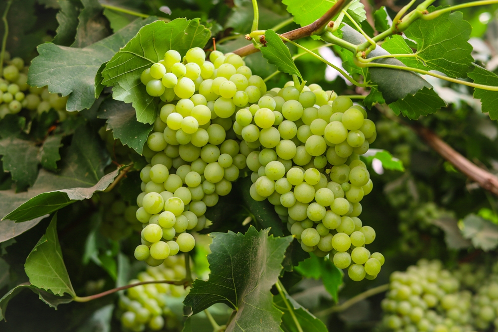 What is and how to grow throughout grapes