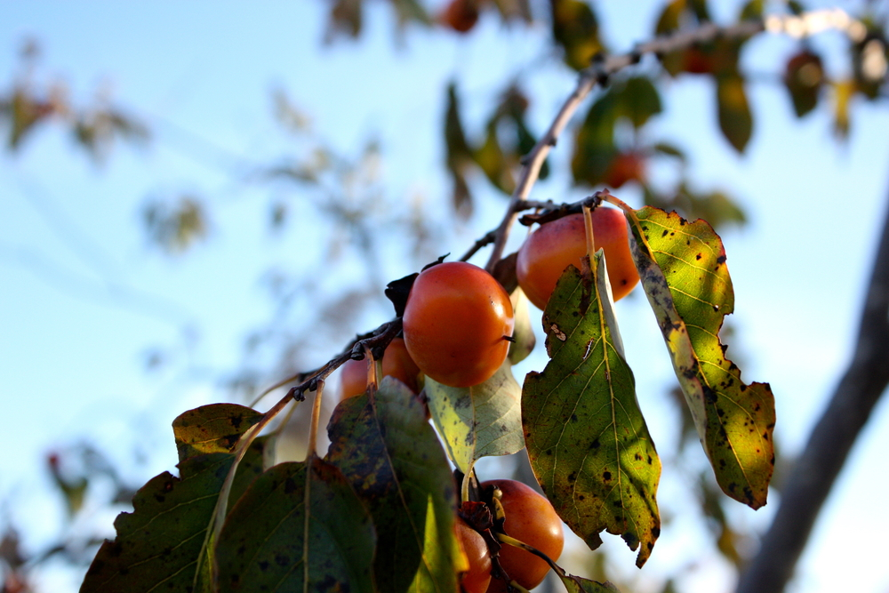 Wild American could be a great option as well but require efforts to pick up tasty fruit