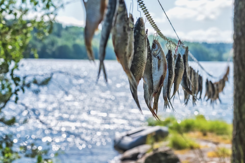 dehydrated fish dehydrating fish is a clever method to preserve